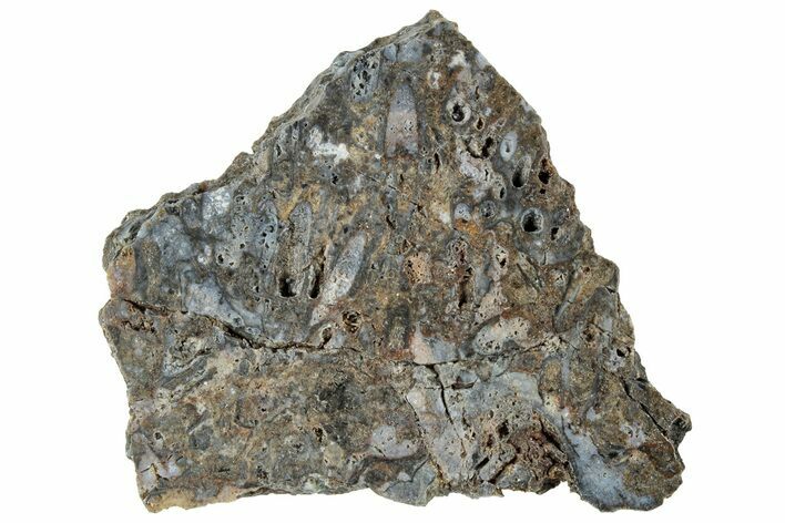 Polished Rhynie Chert - Early Devonian Vascular Plant Fossils #318906